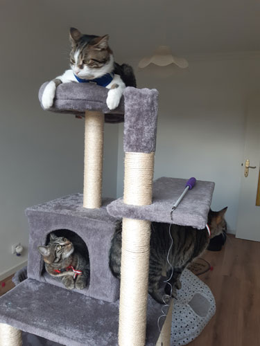 Arbre a chat