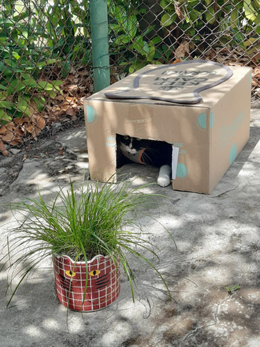 Chat dans caisse carton