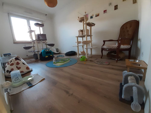 Chambre pension chat