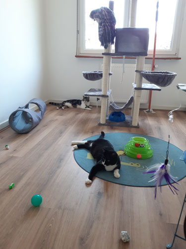 Jouet pour chat