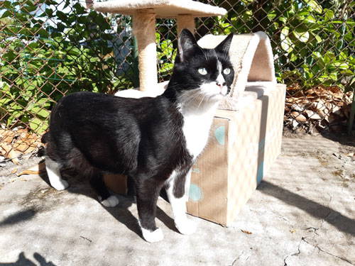 Chat blanc et noir