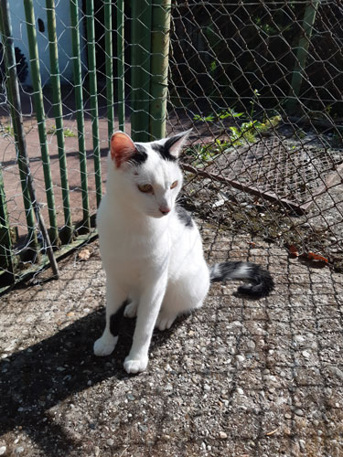 Chat blanc