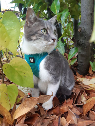 Chat dehors