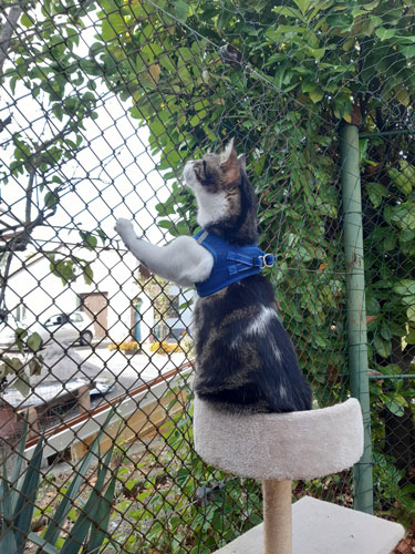 Chat en exterieur