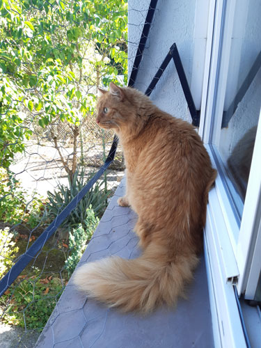 Chat devant fenetre