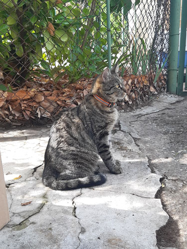 Chat gris avec collier
