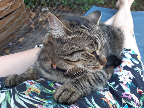 Chat gris gros plan