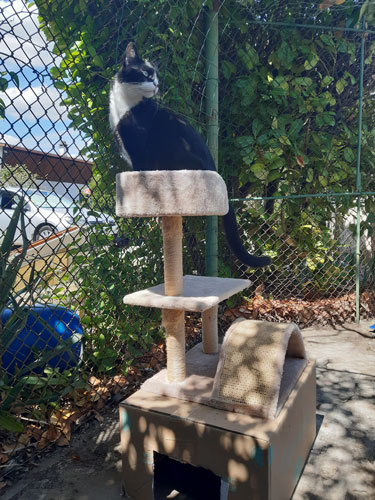 Jeux pour chat