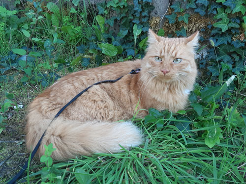 Chat en laisse