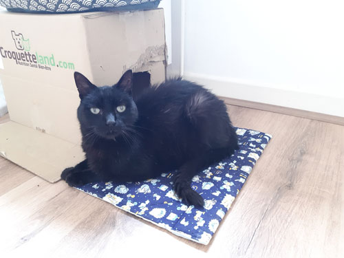Chat noir