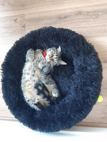 Chat dans un panier