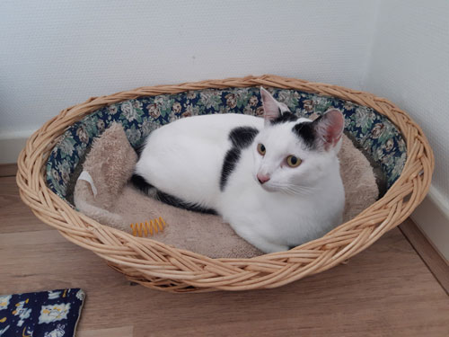 Chat dans panier