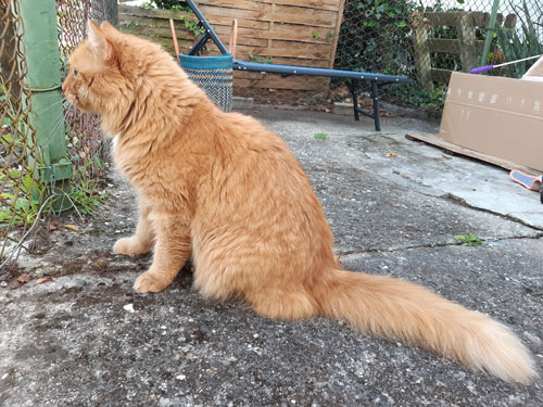 Chat roux