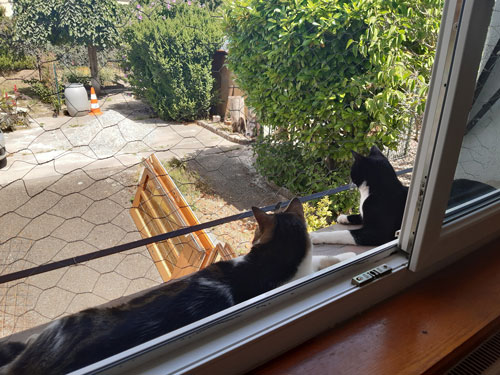 Chats filet fenetre
