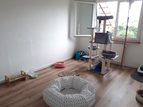 Pension chat chambre