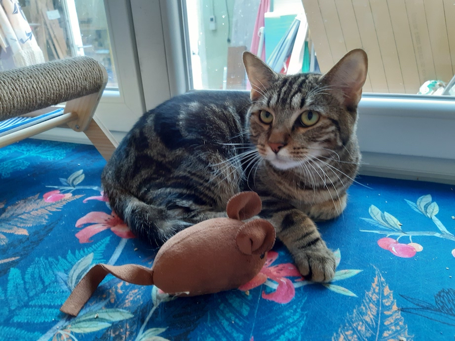Jouet chat