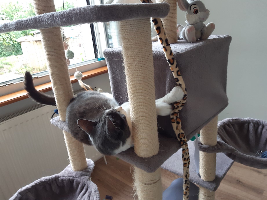 Chat garde