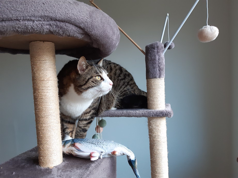 Chat gris