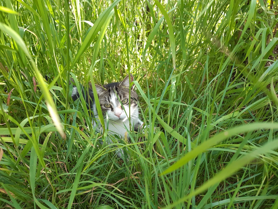 Chat pension collier